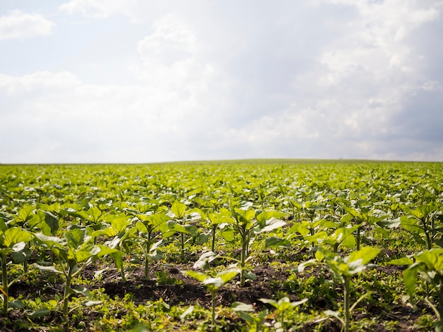 Front view farm field landscape