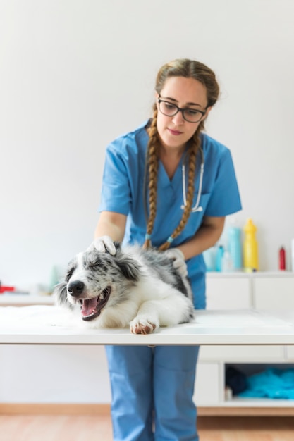 Front view of female veterinarian examining dog on table