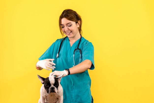 Front view of female veterinarian injecting little dog on a yellow wall