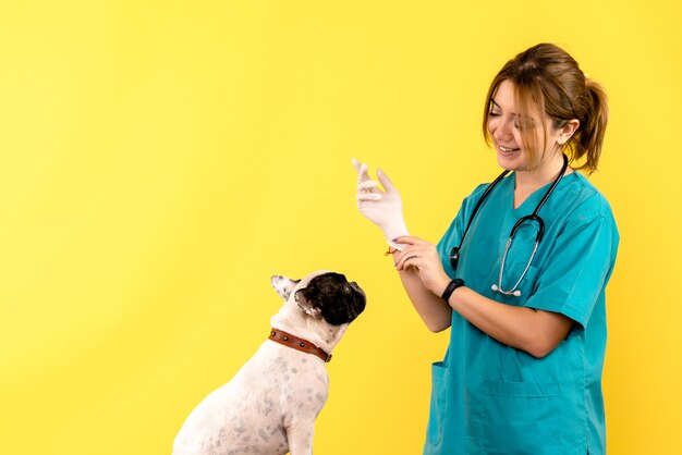 Front view of female veterinarian observing little dog on a yellow wall