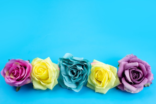 Una composizione floreale di vista frontale colorata ed elegante su blu, pianta di colore del fiore