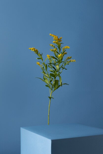 Front view of flowers with leaves