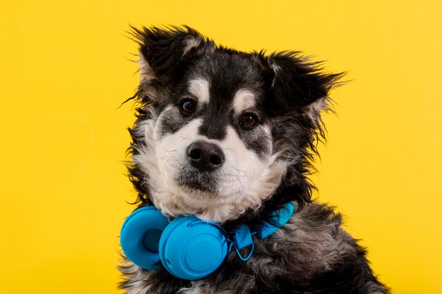 Front view fluffy dog with headphones