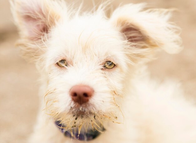 Front view of fluffy russell terried dog