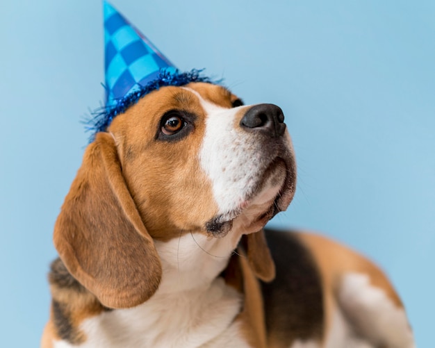 Vista frontale del concetto di cane carino divertente