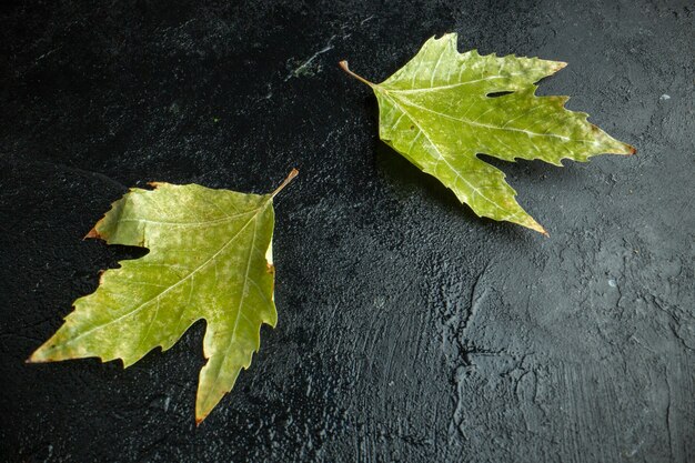 Free photo front view green leaf on the dark background tree autumn color photo