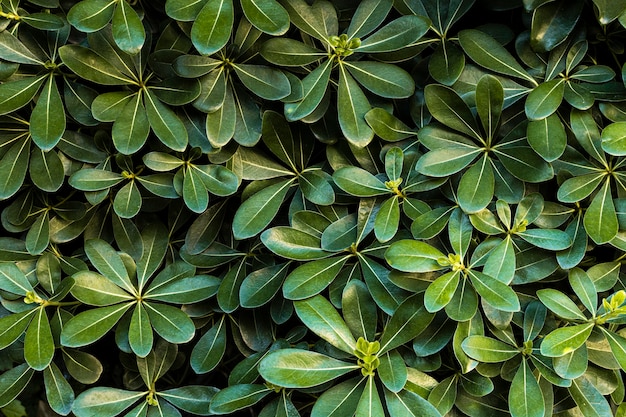 Front view of green leaves