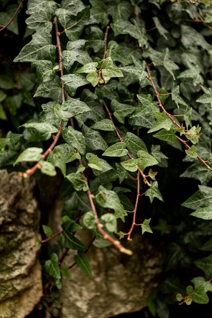 Front view of green plant on rocks