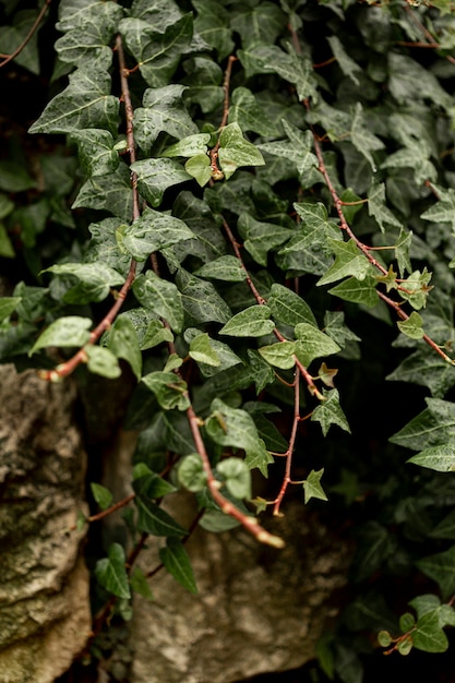 岩の上の緑の植物の正面図