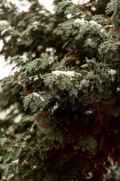 Vista frontale dell'arbusto verde con neve