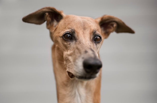 Foto gratuita cane levriero vista frontale con sfondo sfocato