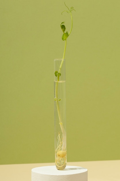 成長中の植物の正面図