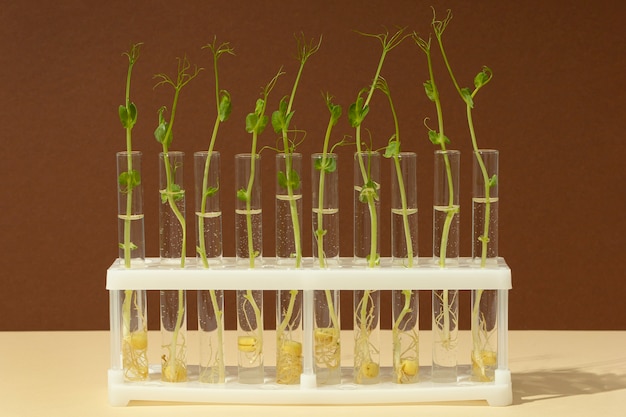 成長中の植物の正面図