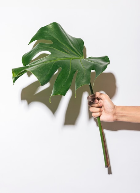 Front view hand holding foliage leaf