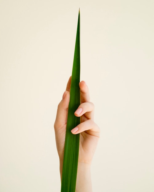 Front view of hand holding a leaf