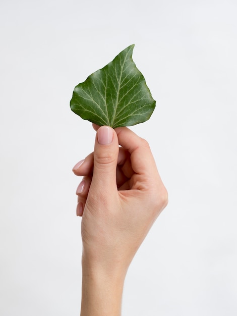 Front view of hand holding a leaf