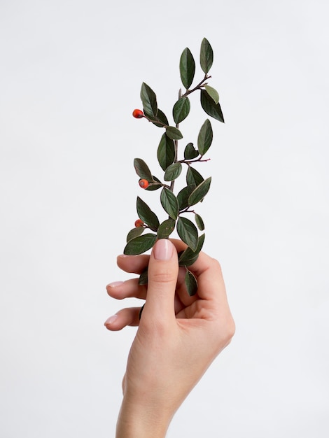 Free photo front view of hand holding leafs