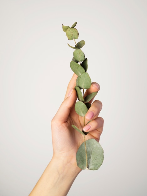 Front view of hand holding leafs