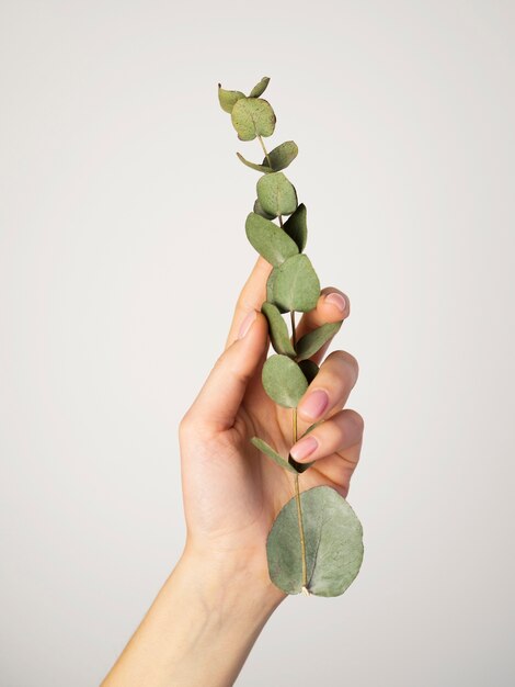 Front view of hand holding leafs