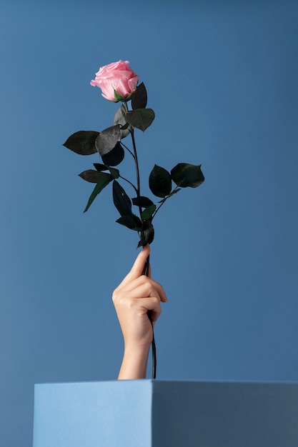 Front view of hand holding a rose