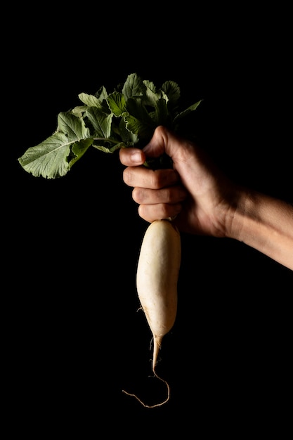 Front view hand holding white raddish