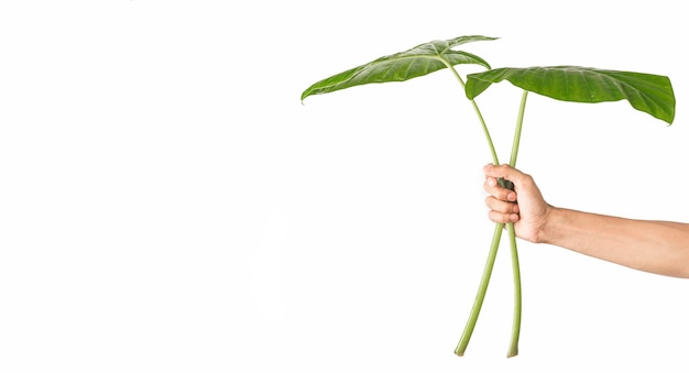 Free photo front view hands holding foliage leafs