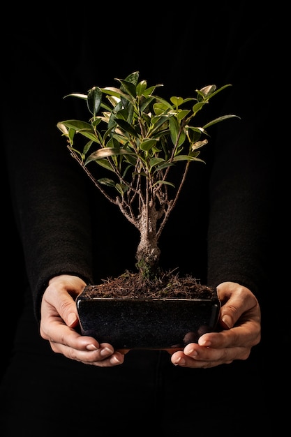 Front view hands holding potted plant