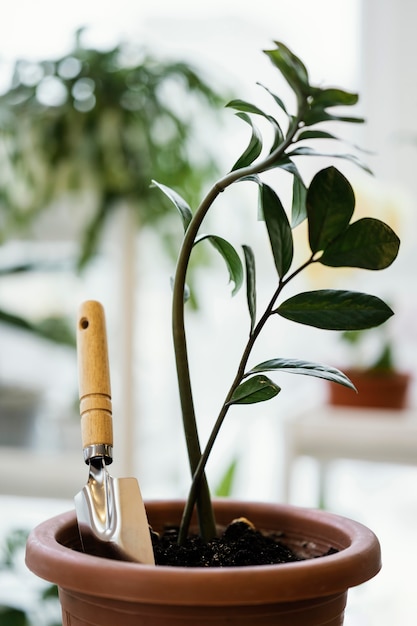 こてが付いている鍋の屋内植物の正面図