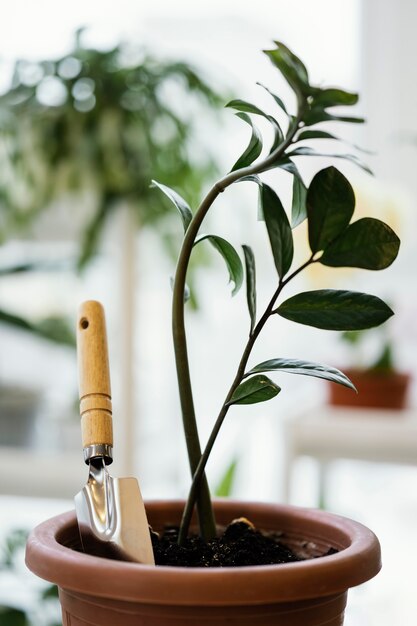 Front view of indoor plant in pot with trowel