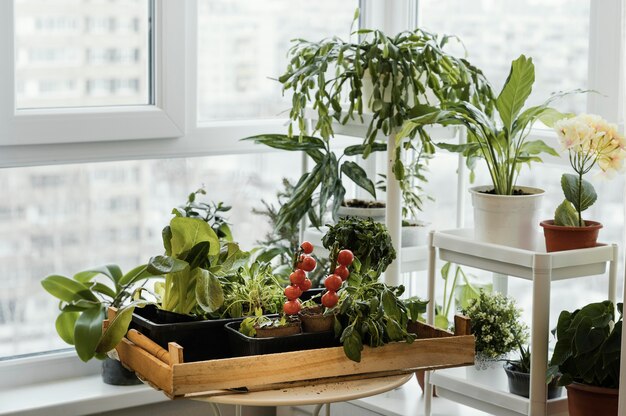 Front view of indoors plants in pots