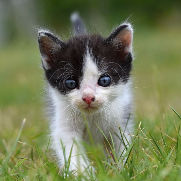 Front view of kitten outdoors