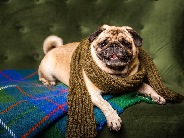 Front view lovely dog wearing scarf