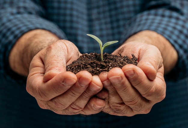 Front view of male hands holding soil and little plant