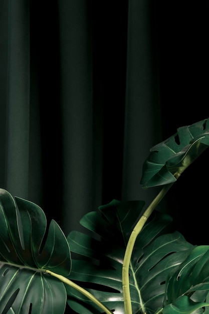 Вид спереди листья монстера с темным фоном