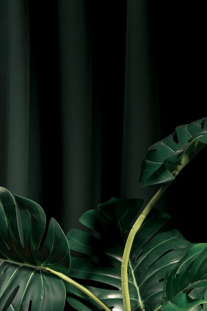 Front view monstera leaves with dark background