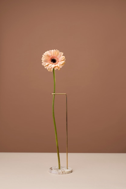 Бесплатное фото Вид спереди цветка ромашки на мраморной подставке