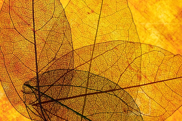 Front view of orange transparent leaves