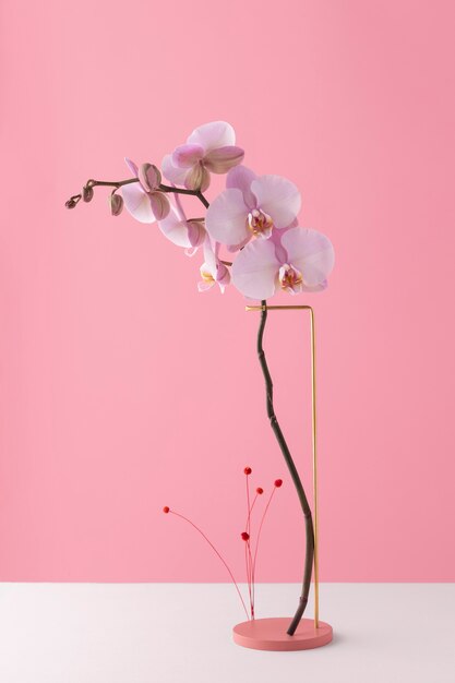 Front view of orchid flowers on a stand