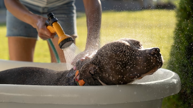 Free photo front view owner washing dog with hose