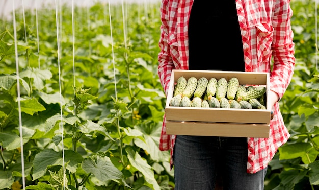 Free photo front view person holding bucket with cucumbers