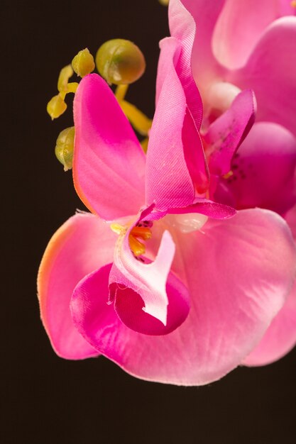 A front view pink flower beautiful alive nature flowers color