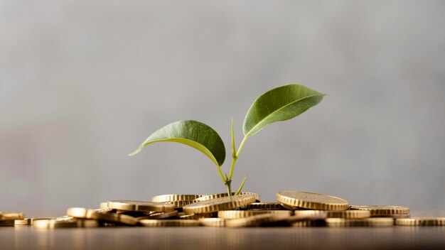 Front view of plant growing from golden coins