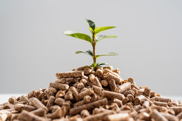 Front view of plant growing from pellets