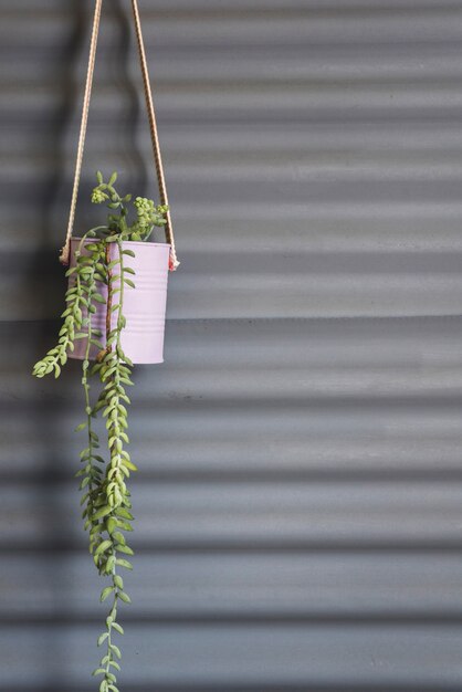 吊り缶の正面の植物