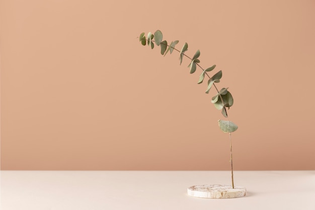 Free photo front view of plant on a marble stand with leaves and copy space