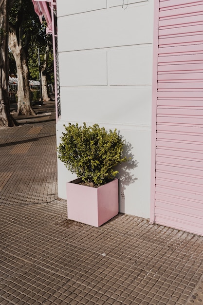 Front view of plant pot in the city street