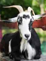 Free photo front view portrait of a goat