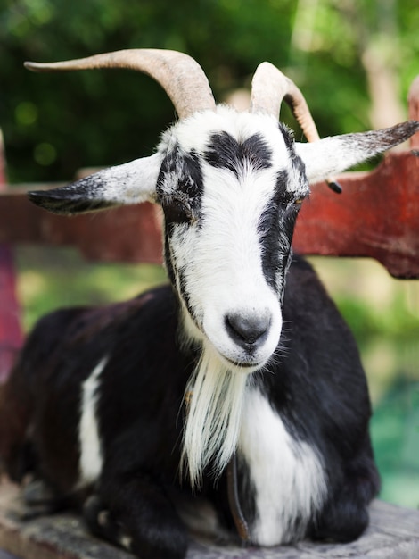 Front view portrait of a goat