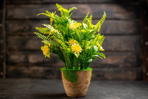 Front view potted plant on wooden surface