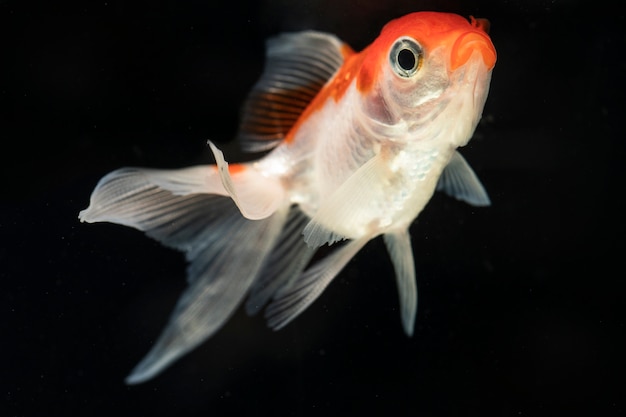 Free photo front view proud dumbo betta splendens fighting fish